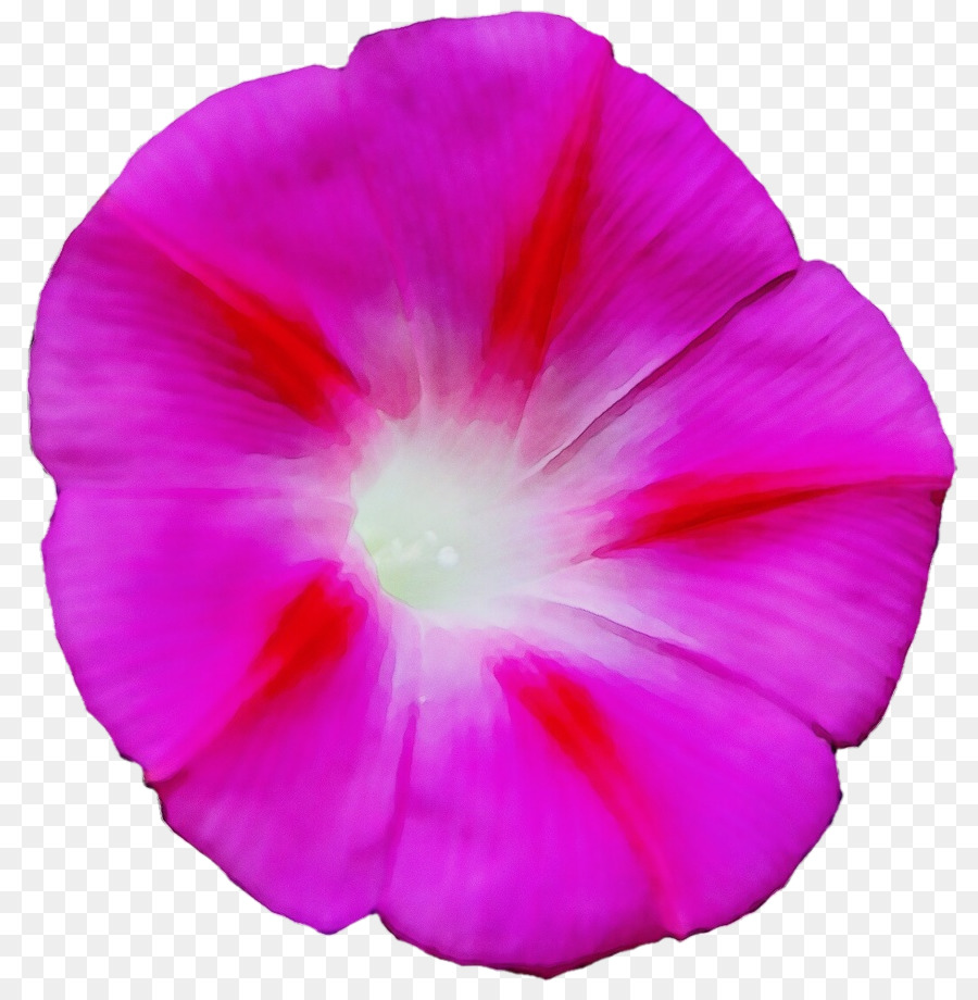 Pétalo，Rosa PNG