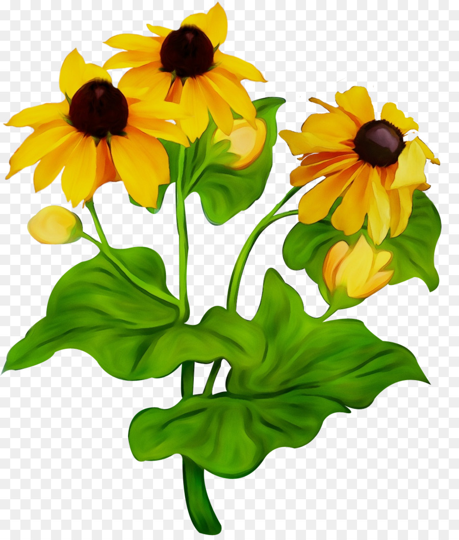 Flor，Blackeyed Susan PNG