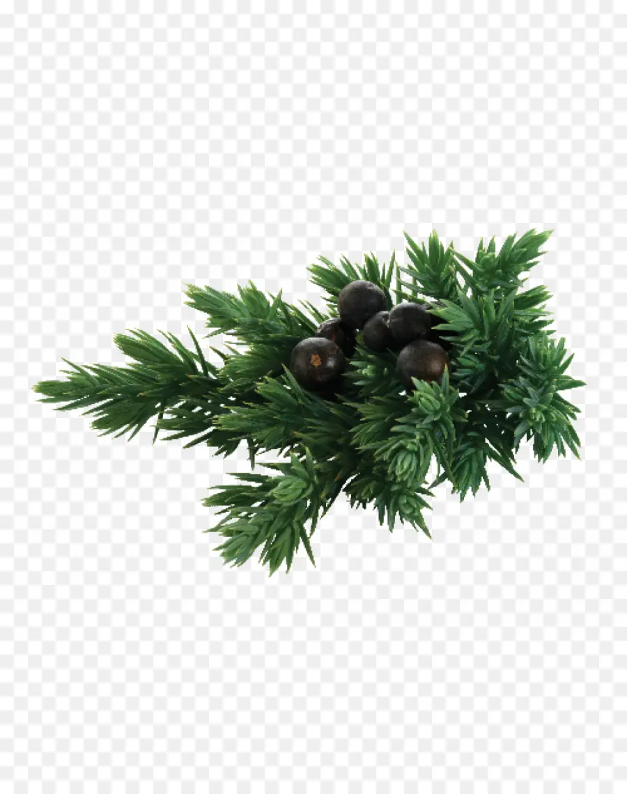 Árbol，Pino Blanco PNG