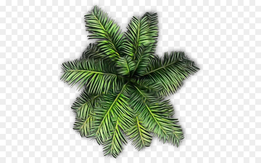 Amarillo Fir，Canadiense Fir PNG