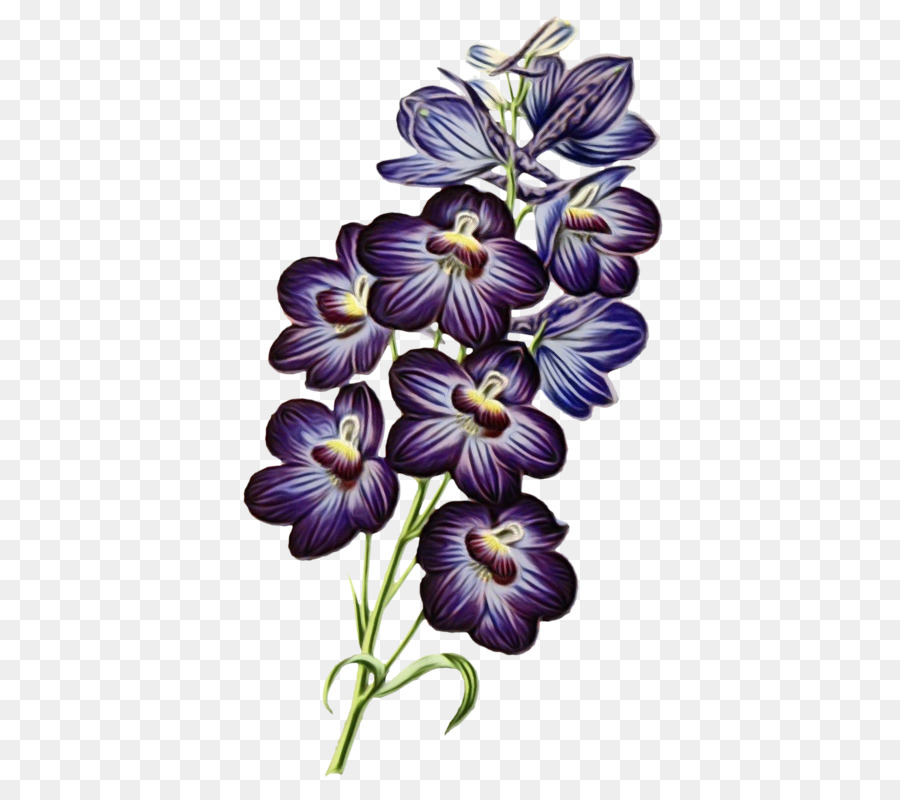 Iris Morado，Planta PNG