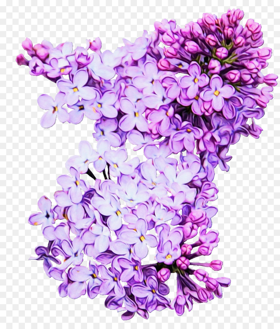 Flores Lilas，Florecer PNG