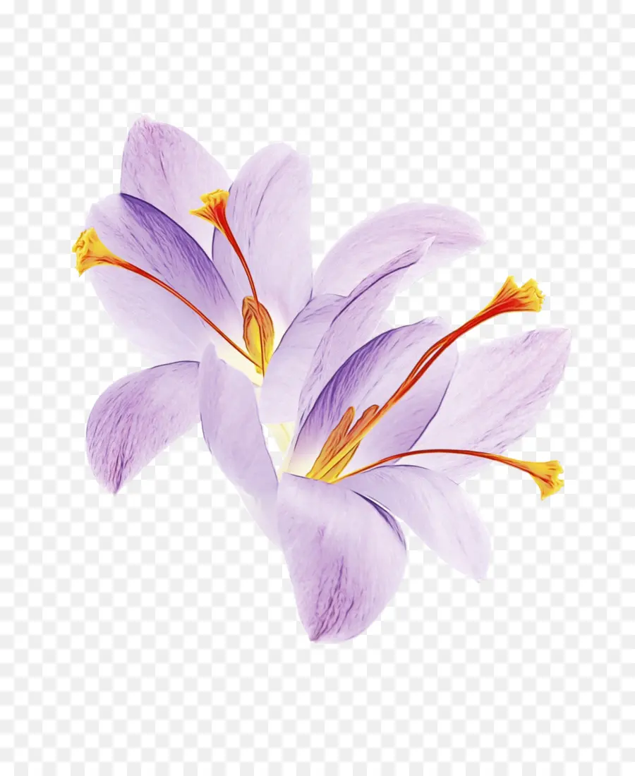 Flor De Azafrán，Flor PNG