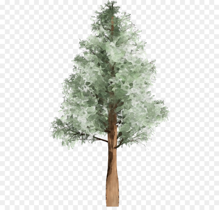 Árbol，Planta PNG