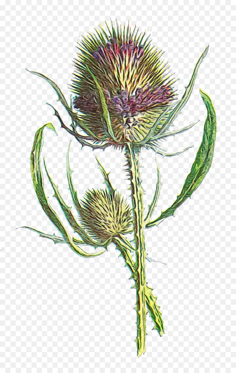 Cardo De Pantano Europeo，Planta PNG