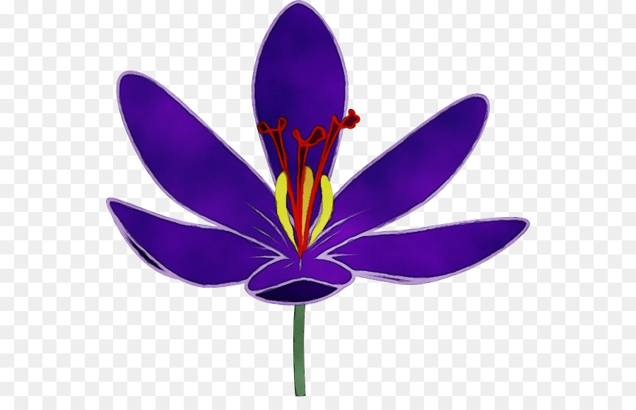 Morado，Flor PNG