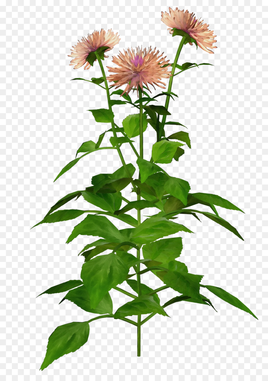 Flor，Planta PNG