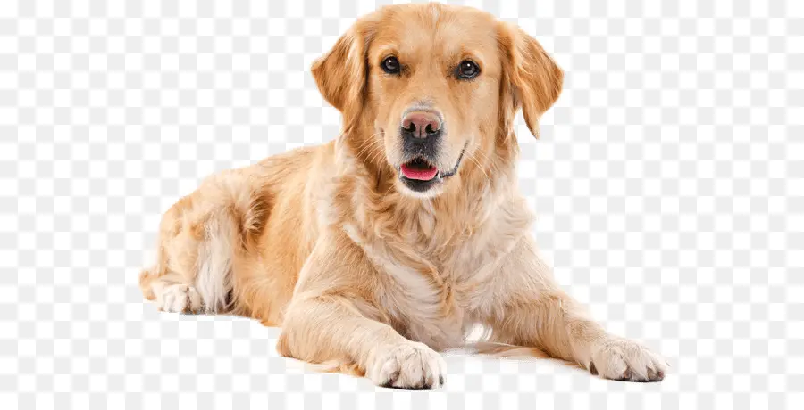 Perro，Golden Retriever PNG