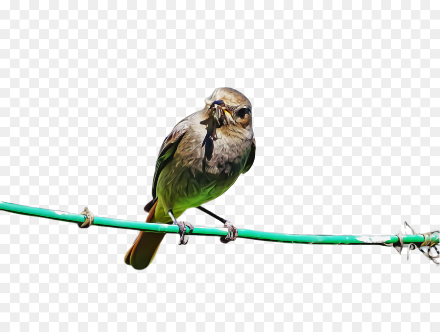 Pájaro，Cable PNG