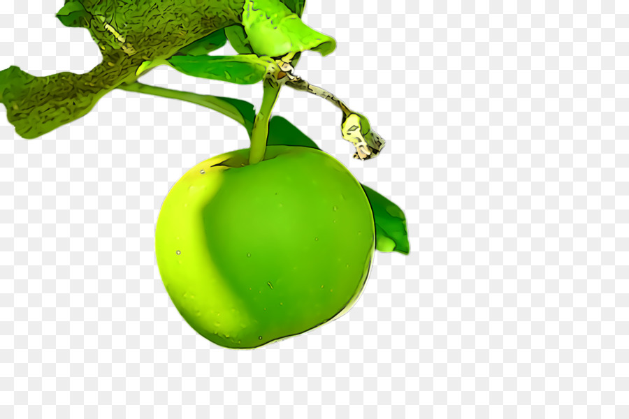 Verde，Planta PNG