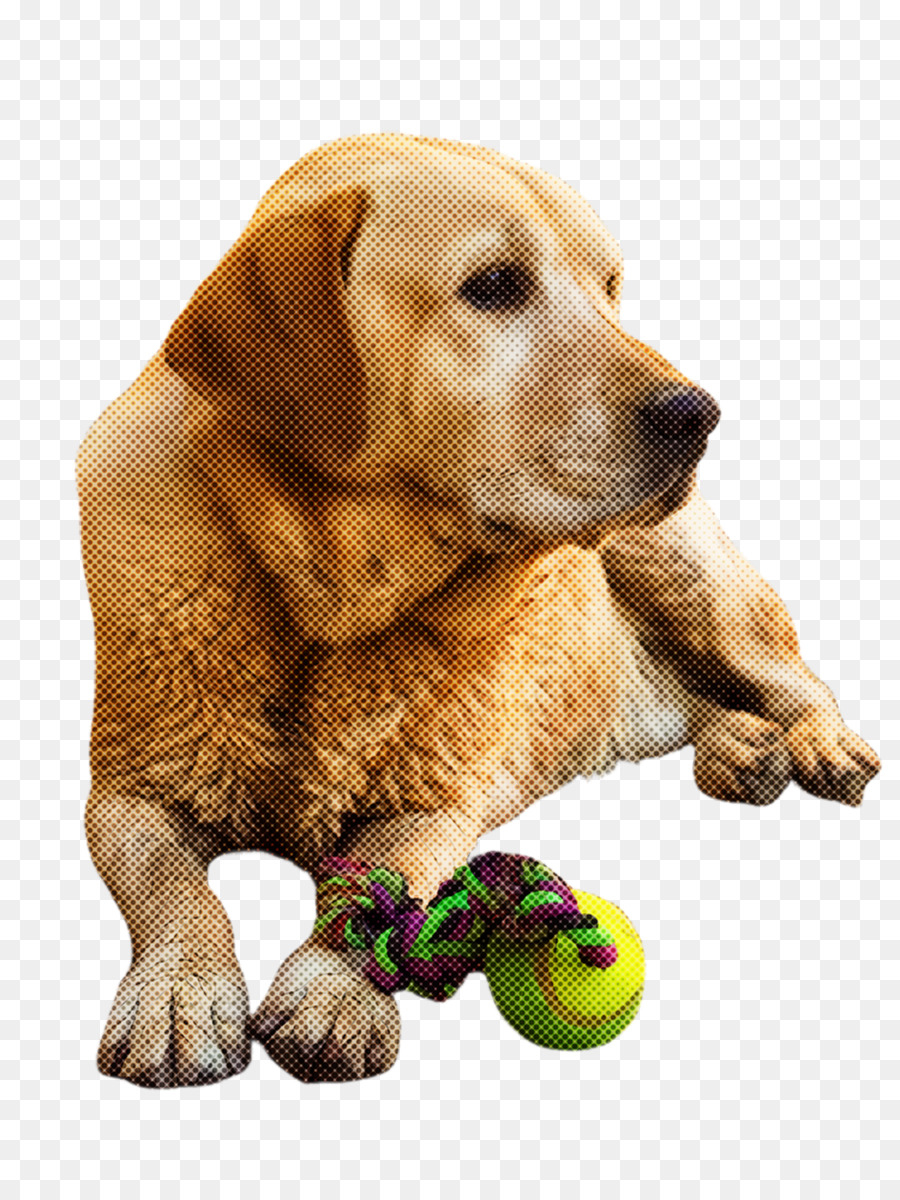 Perro，Golden Retriever PNG