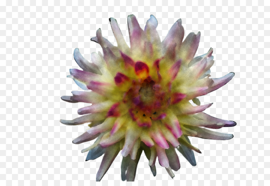 Flor，Florecer PNG