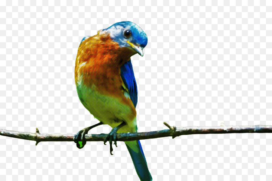 Aves，Pico PNG