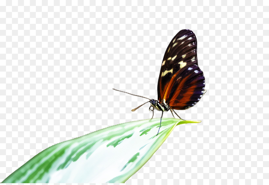 Mariposa En Flor，Naturaleza PNG