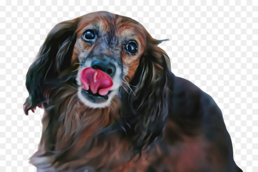 Perro，Perro De Compañía PNG