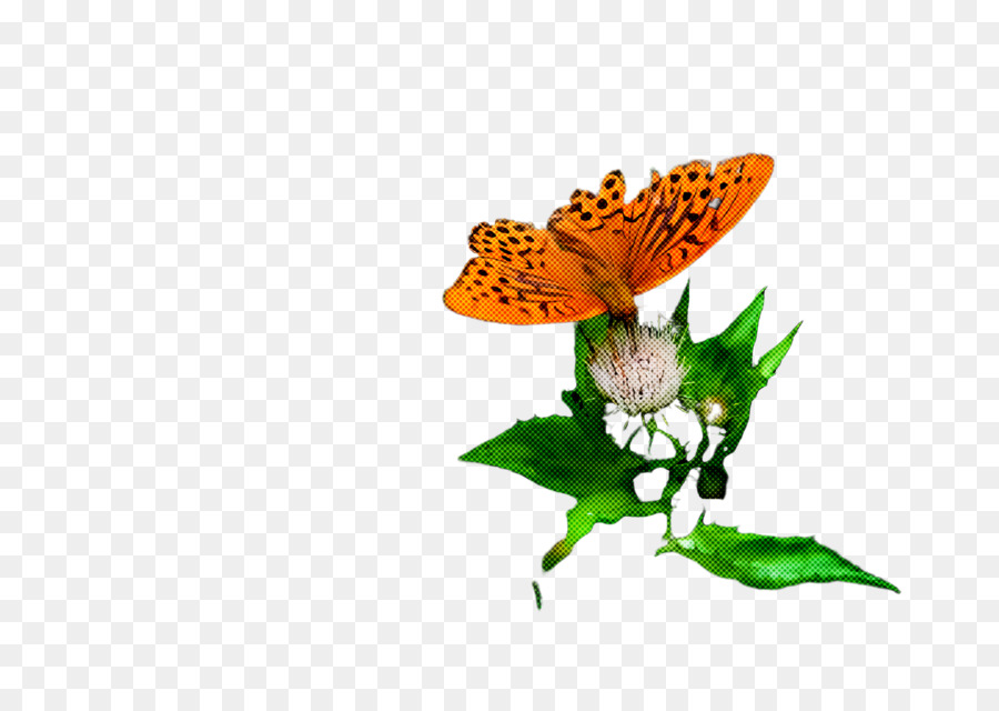 Las Polillas Y Las Mariposas，Mariposa PNG