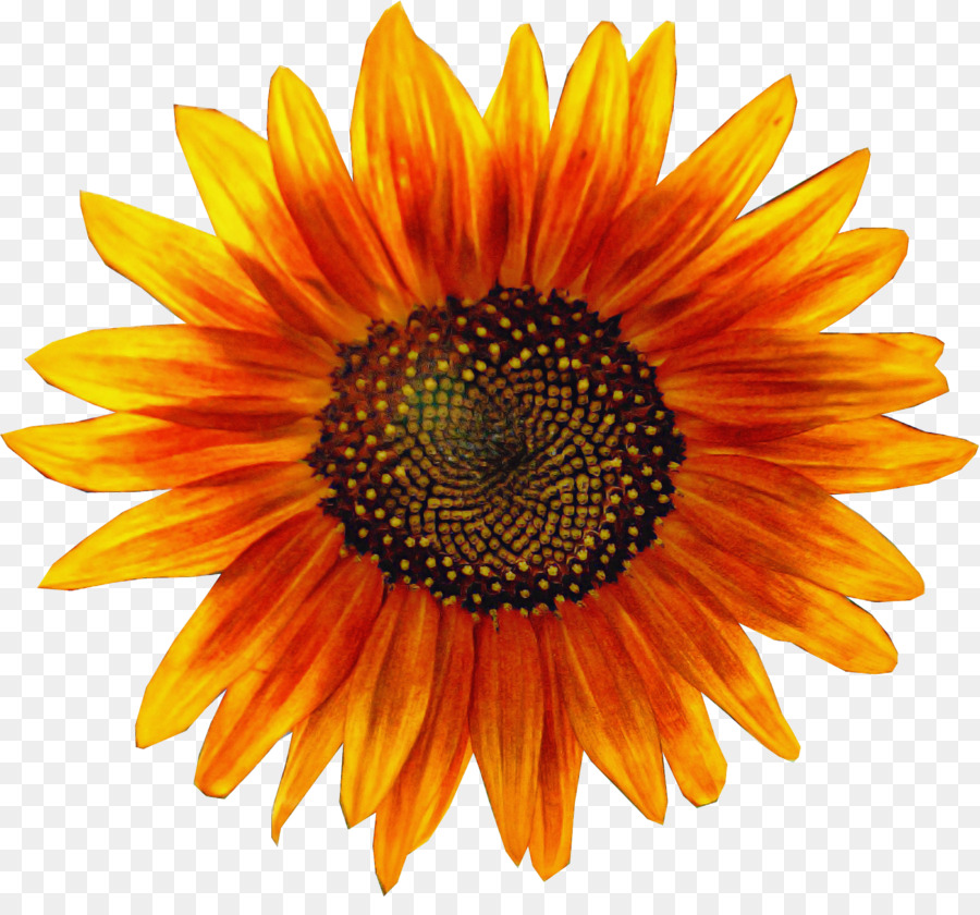 Girasol Amarillo，Hojas Verdes PNG