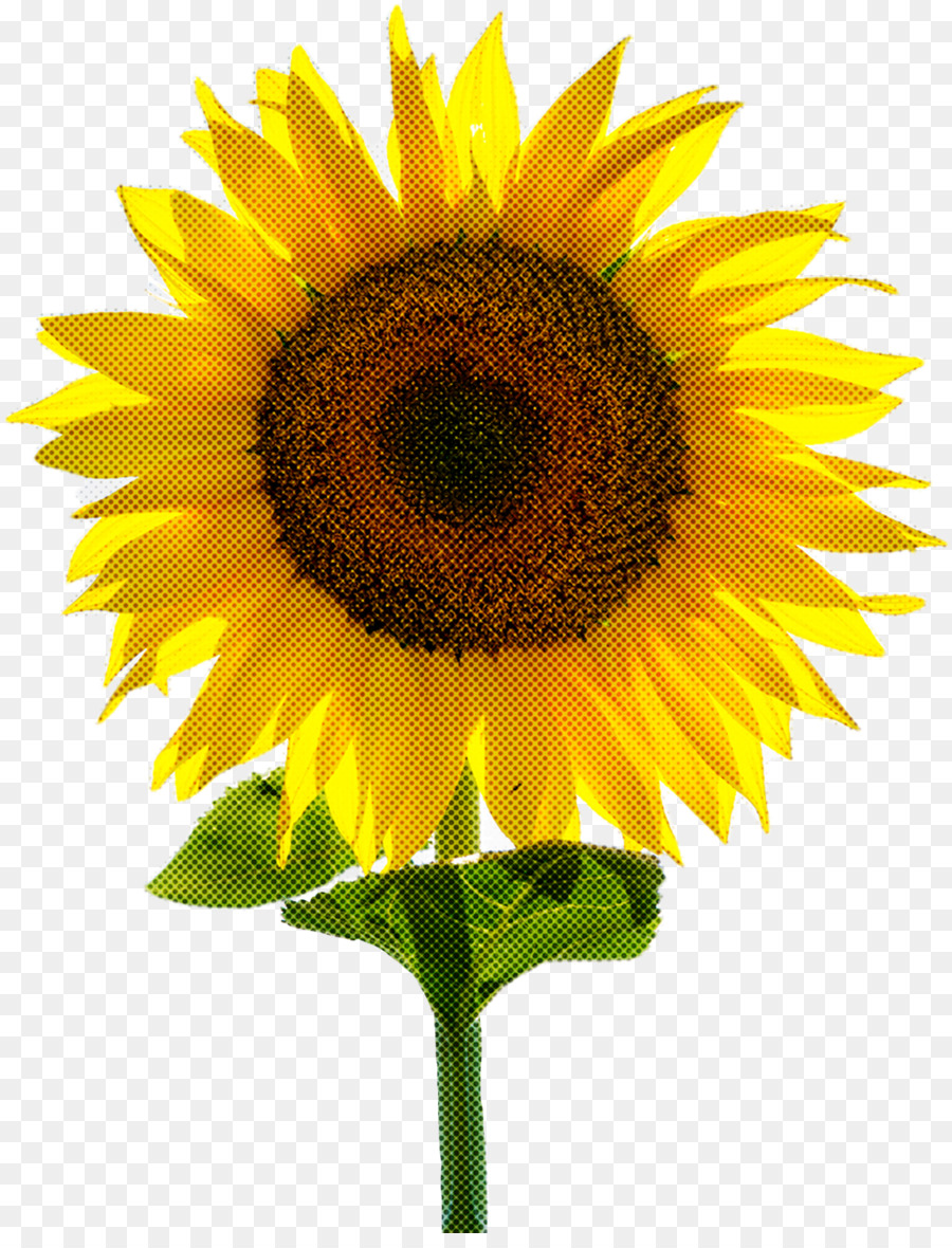 Flor，Girasol PNG