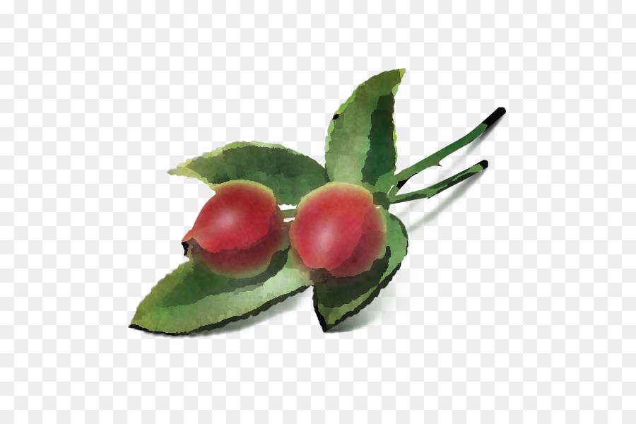 Hoja，Planta PNG