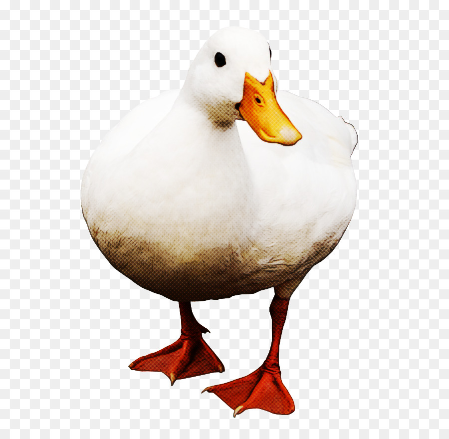 Aves，Pato PNG