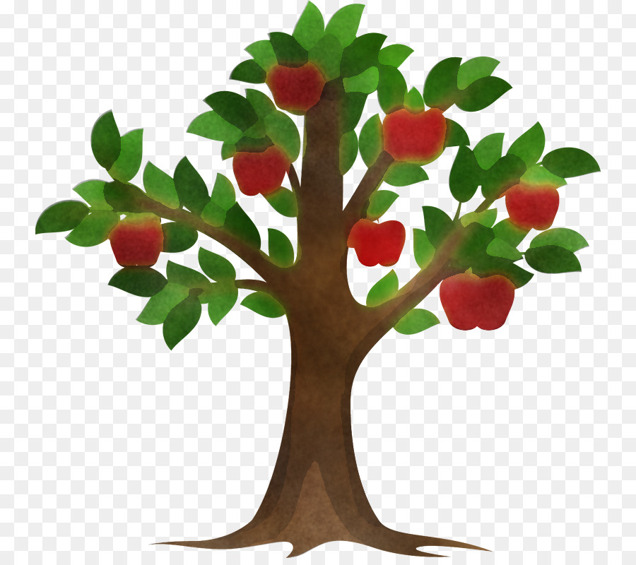 Árbol，Planta PNG