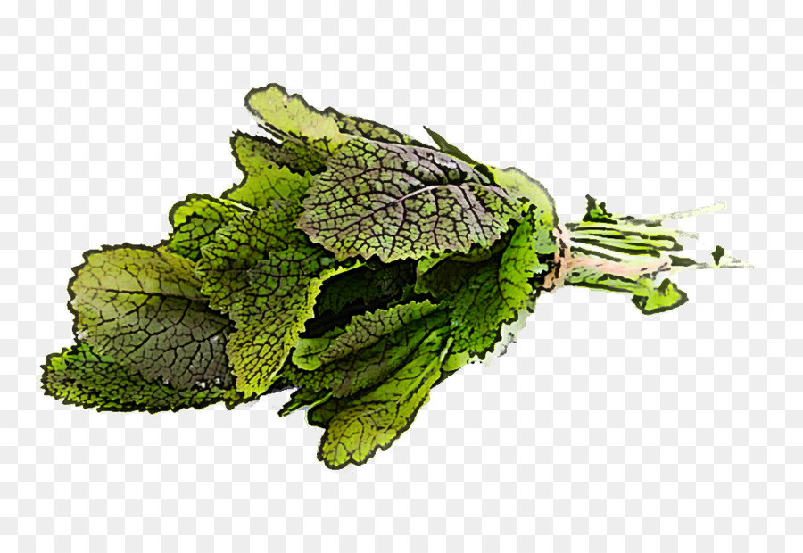 Hojas De Menta，Hierba PNG