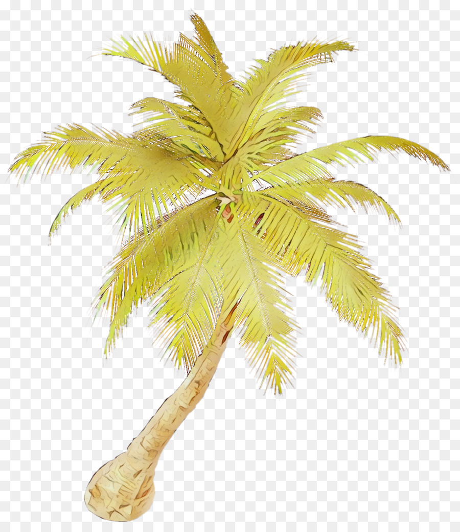 Árbol，Palmera PNG