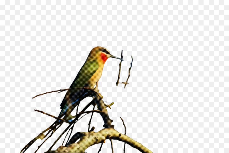 Pájaro Colorido，Rama PNG