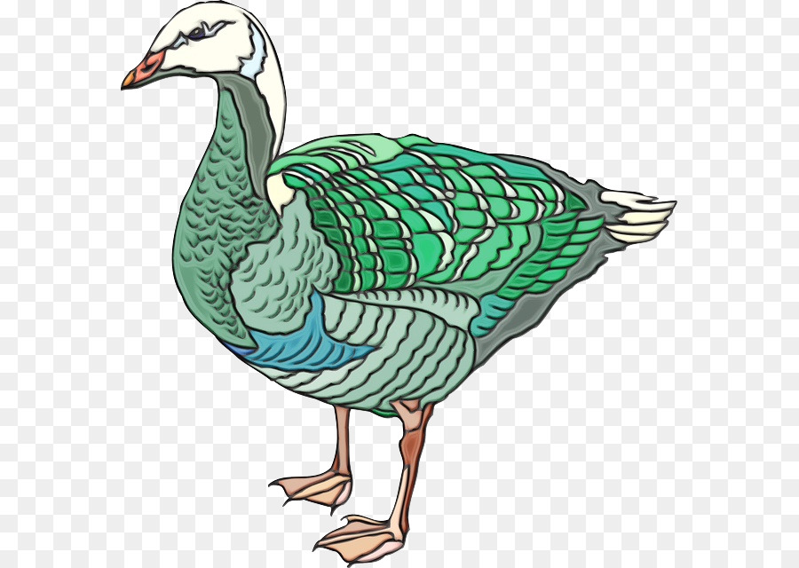 Aves，Pato PNG