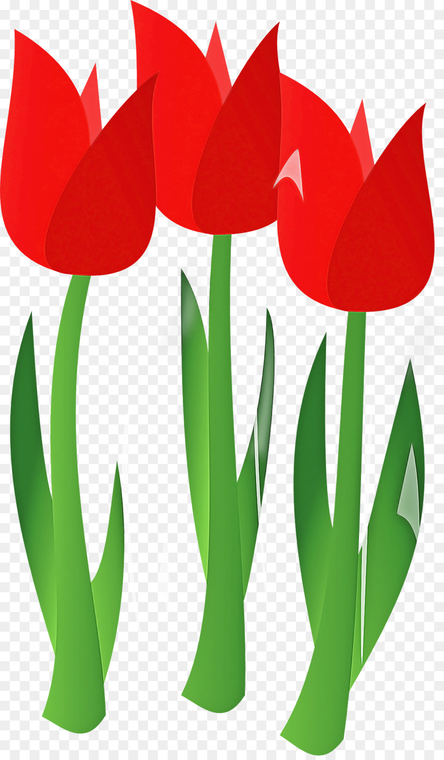 Tulip，Flor PNG