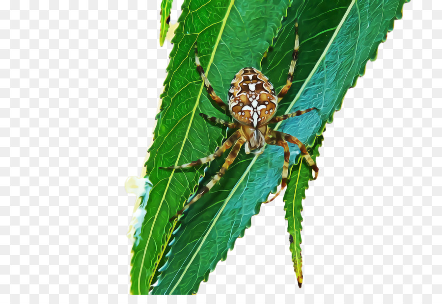 Los Insectos，Hoja PNG