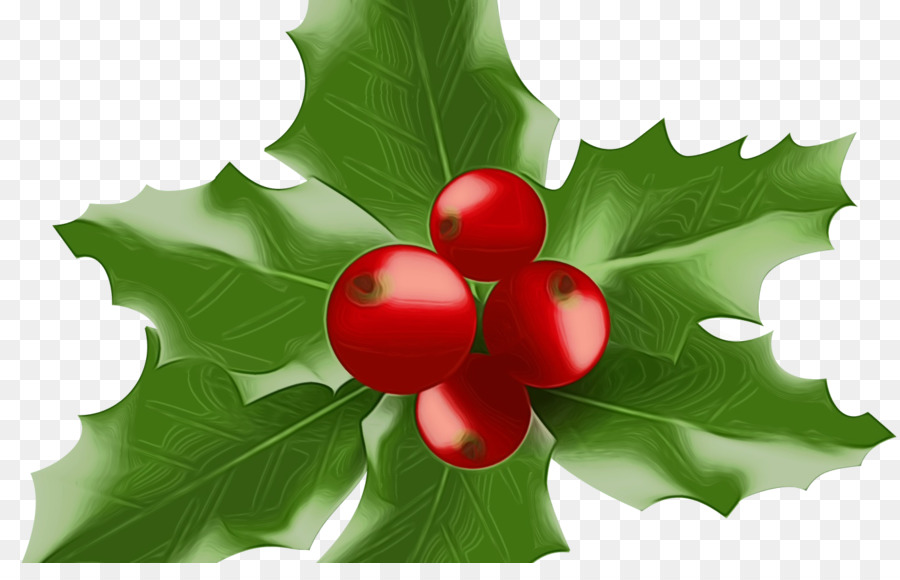 Acebo，Estadounidense Holly PNG