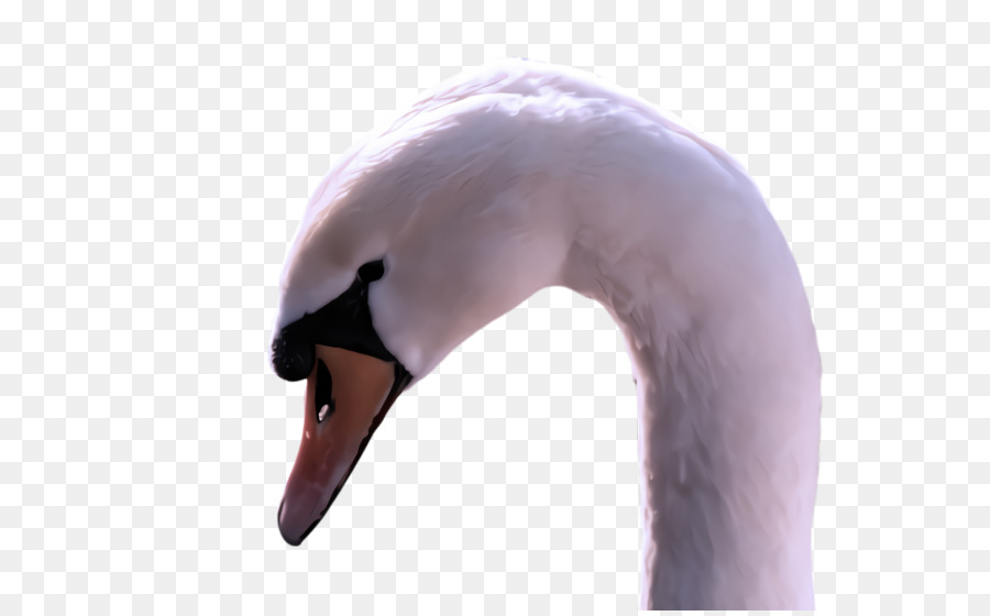 Swan，Aves PNG