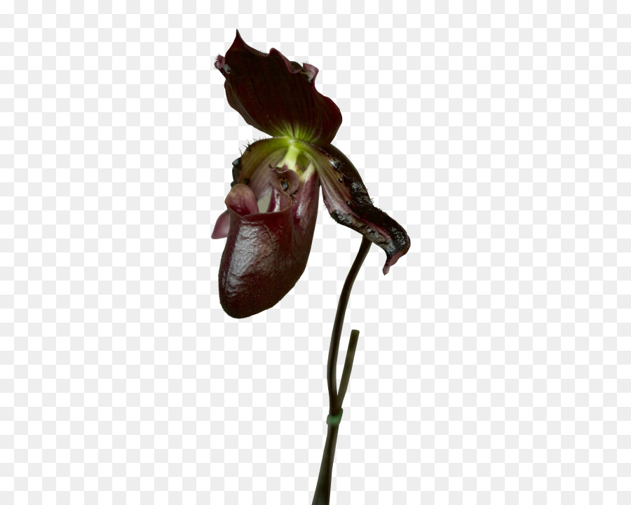 Flor，Planta PNG