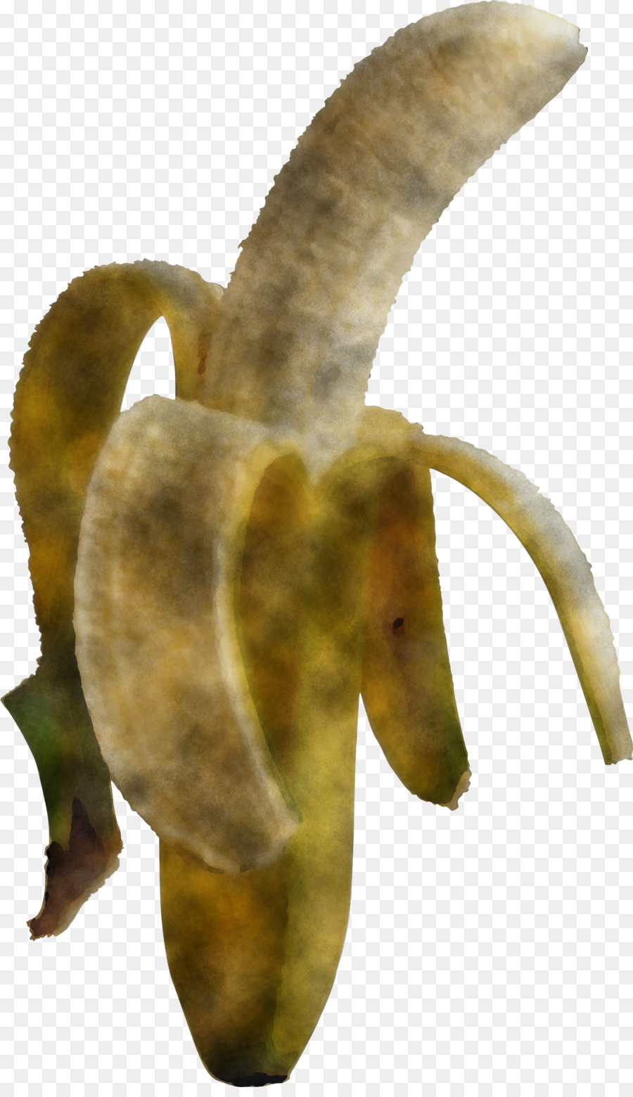 Cuerno，Planta PNG