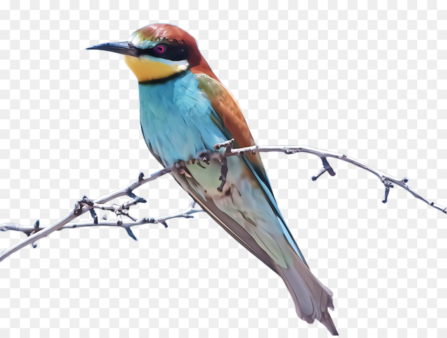 Aves，Pico PNG