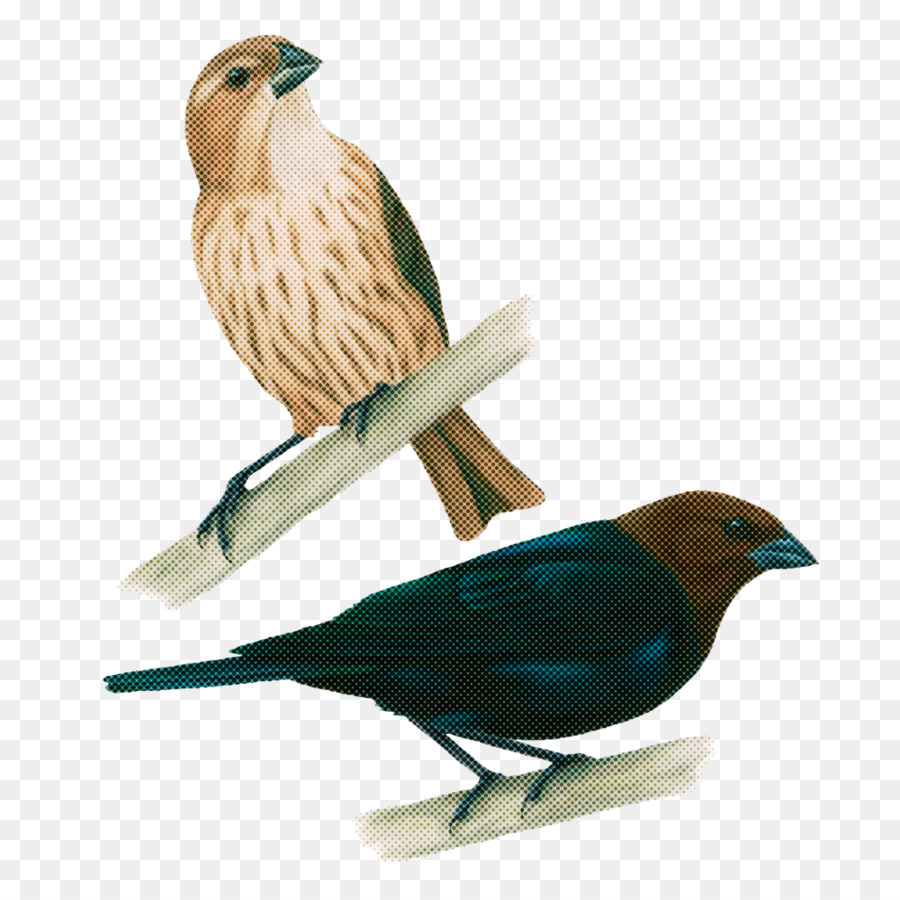 Aves，Pico PNG