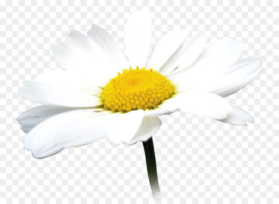 Flor，Margarita PNG