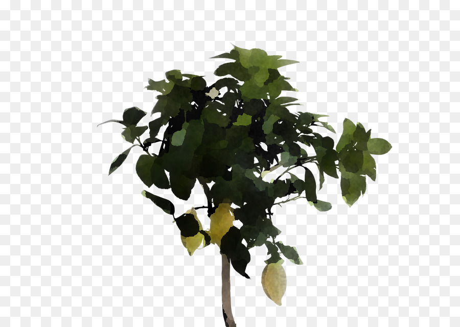 Planta，Flor PNG