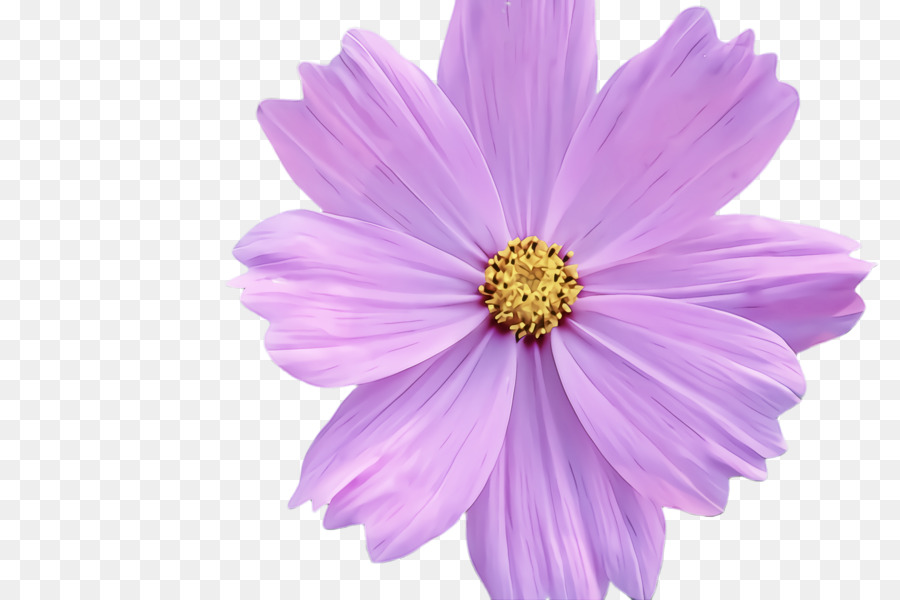 Flor Rosa，Florecer PNG