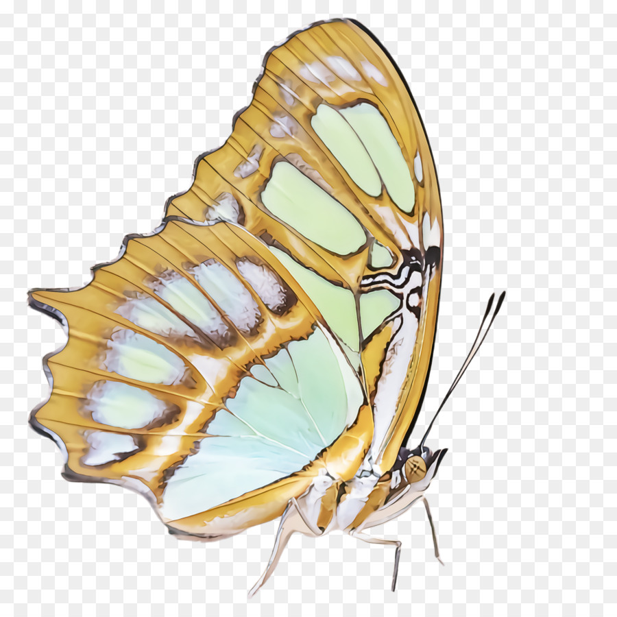 Mariposa，Alas PNG