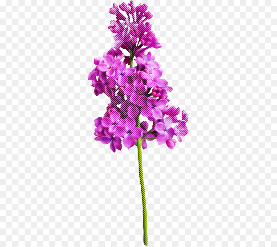 Flor，Púrpura PNG