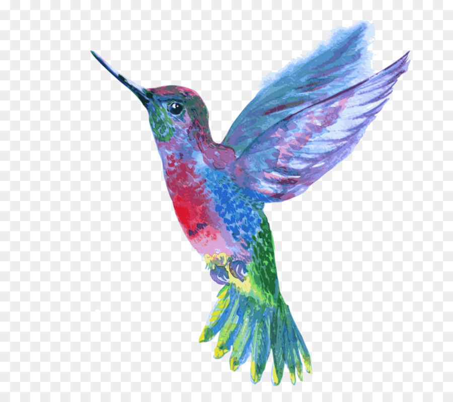 Aves，Colibrí PNG