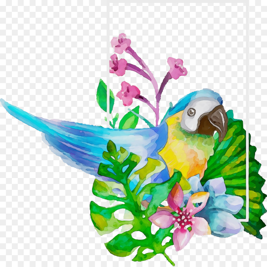 Aves，Loro PNG