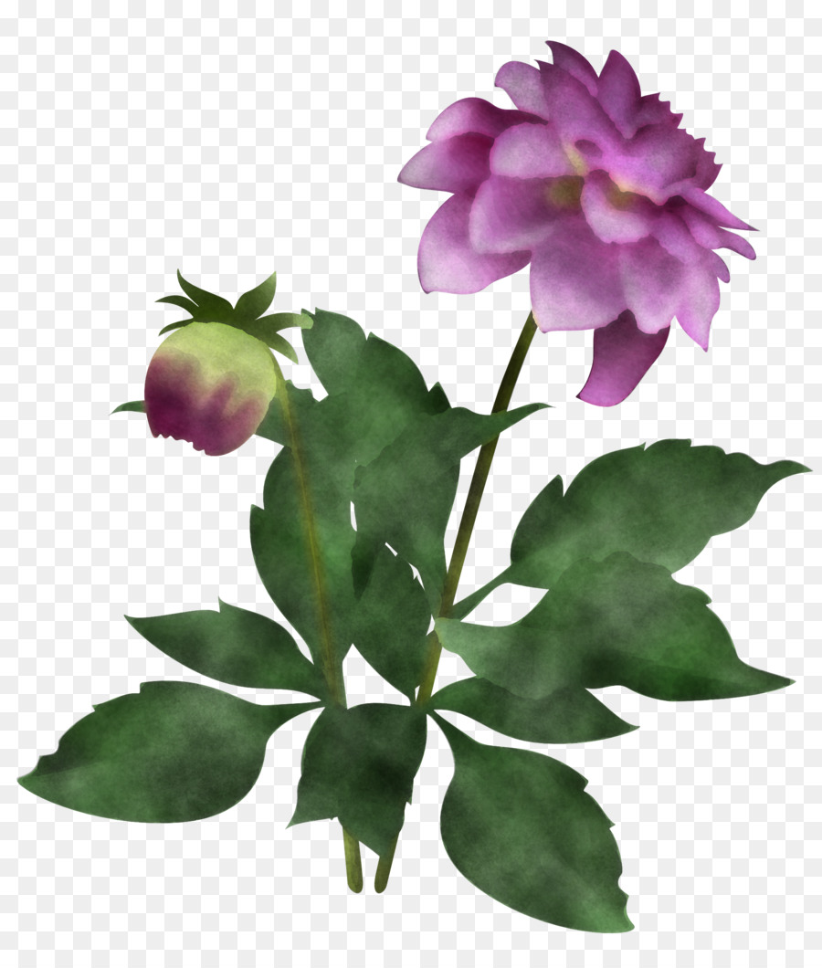 Flor，Planta PNG