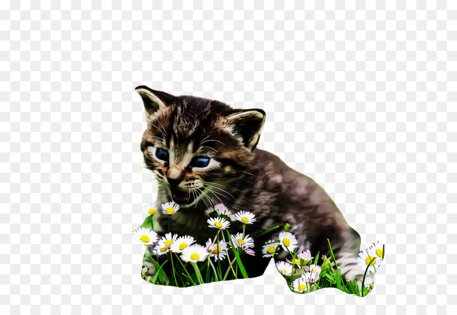 Gato，De Pequeñas A Medianas Gatos PNG