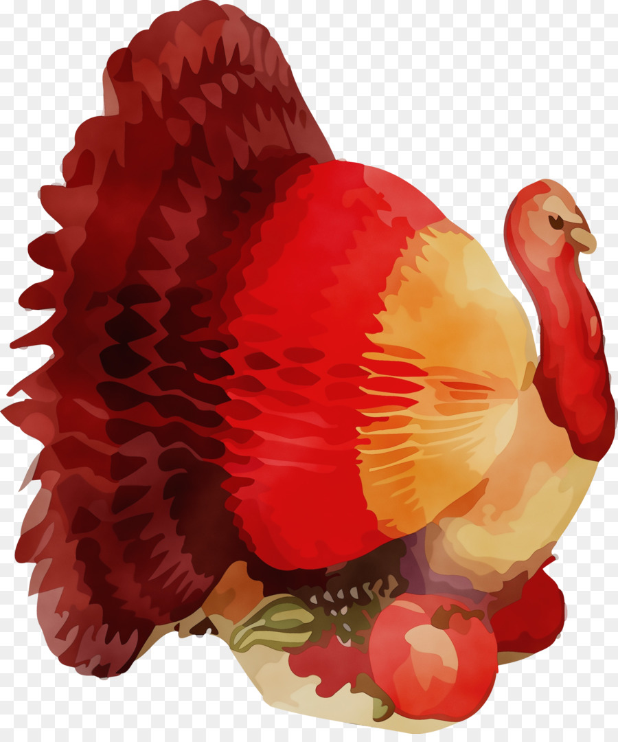 Pavo，Pájaro PNG