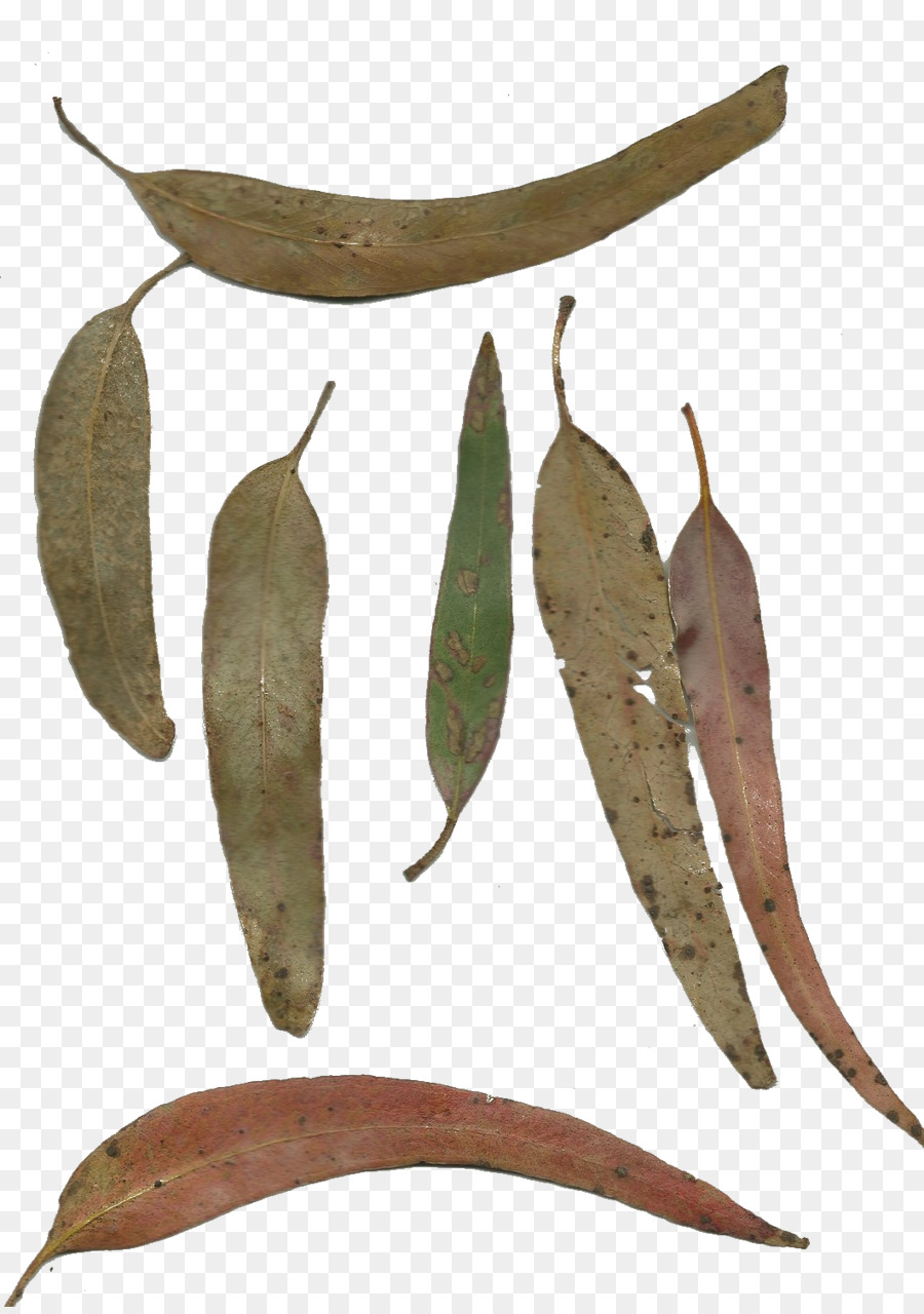 Planta，Hoja PNG