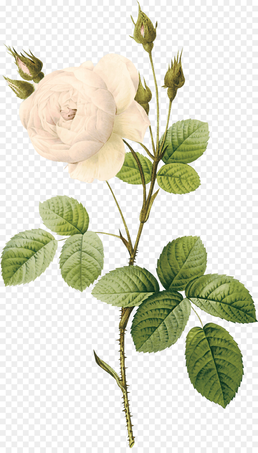 Flor，Planta PNG