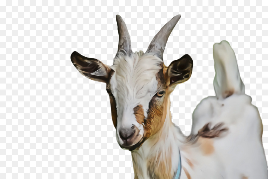 Cabra，Las Cabras PNG